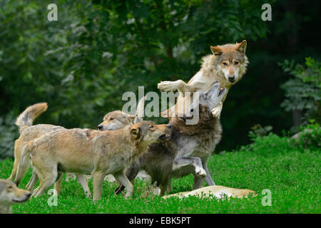 Legname lupo (Canis lupus lycaon), lupi in lotta per un'alimentazione animale Foto Stock