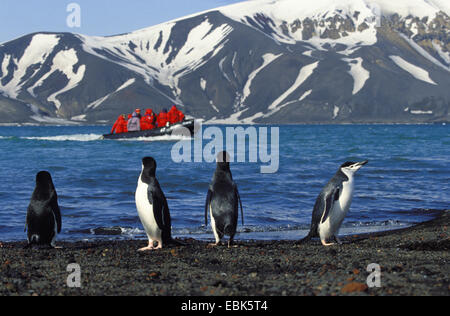 Barbuto, dei pinguini pinguini Chinstrap (Pygoscelis Antartide, Pygoscelis antarcticus), a riva, turisti in zodiac sul lago del cratere di Isola Deception, Antartide, Isole Shetland Foto Stock