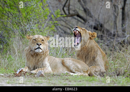 Lion (Panthera leo), due maschi con breve riposo manes nell'ombra di boccole Foto Stock