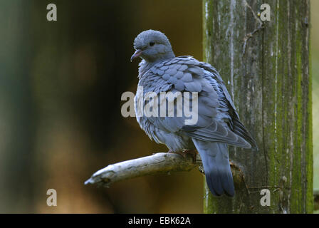 Piccione stock (Columba oenas), seduto su un ramo, Germania Foto Stock