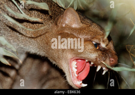 Jaguarundi (Felis yagouaroundi, Herpailurus yagouaroundi), ringhiando Foto Stock