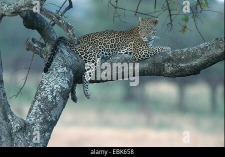 Leopard (Panthera pardus), lazyly giacente su un ramo che si guarda intorno, Tanzania, Serengeti NP Foto Stock