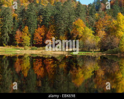 Legno di autunno in montagne Vosges a Lac Blanchemer, Francia, Alsazia, montagne Vosges Foto Stock