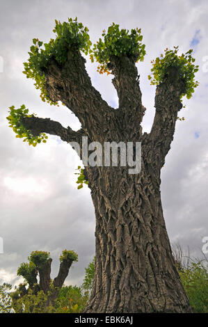 Aspen, Pioppo (Populus spec.), cut back germoglio ad albero, Paesi Bassi Foto Stock