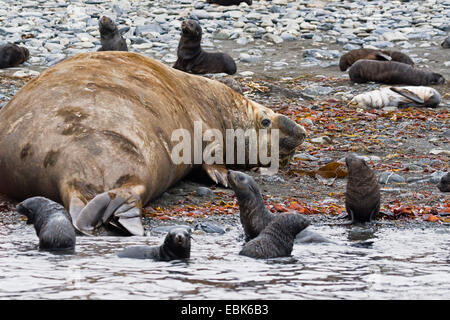 Elefante marino del sud (Mirounga leonina), maschio presso la spiaggia circondata da giovani Antartico le foche, Suedgeorgien Foto Stock