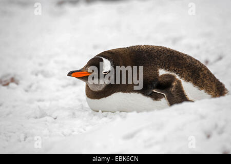 Pinguino gentoo (Pygoscelis papua), dormire, Antartide Foto Stock