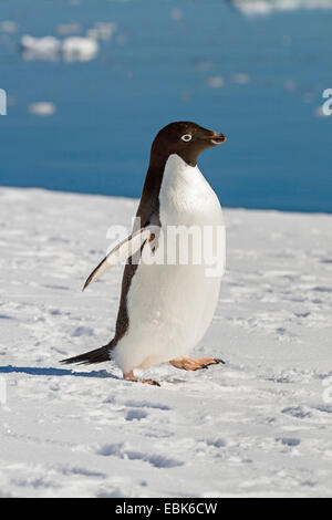 Adelie penguin (Pygoscelis adeliae), passeggiate nella neve, Antartide Foto Stock