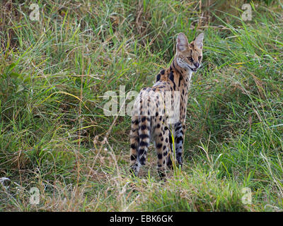 Serval (Leptailurus serval, Felis serval), in piedi nella savana guardando indietro, Kenia Masai Mara National Park Foto Stock