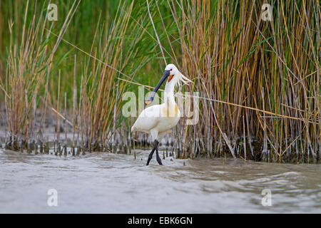 White spatola (Platalea leucorodia), sui mangimi in uno stagno, Austria, Burgenland Foto Stock