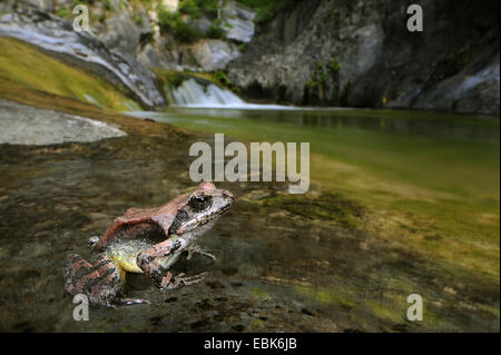 Stream rana rana greca (Rana graeca), seduti a una cascata ai piedi dell'Olymp, Grecia, Macedonia, Olymp Foto Stock