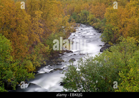 Vista di Abiskojakka-Canyon, Svezia, Abisko National Park Foto Stock