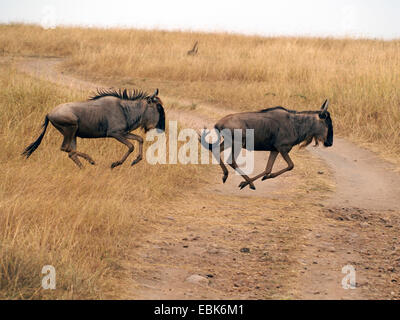 Blue GNU, borchiati gnu, bianco-barbuto GNU (Connochaetes taurinus), attraversando una strada sterrata in fuga, Kenia Masai Mara National Park Foto Stock