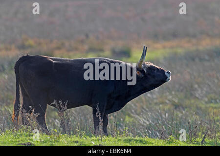 Bovini di Heck (Bos primigenius f. taurus), Bull in un pascolo, Germania, Schleswig-Holstein, Naturschutzgebiet Weidelandschaft Eidertal Foto Stock