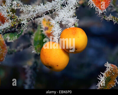 Apple tree (malus domestica), il ramo con mele rosse e trasformata per forte gradiente frost, GERMANIA Baden-Wuerttemberg Foto Stock