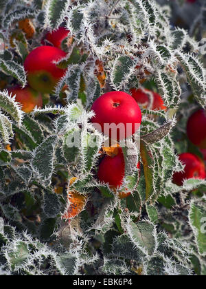 Apple tree (malus domestica), il ramo con mele rosse e trasformata per forte gradiente frost, GERMANIA Baden-Wuerttemberg Foto Stock