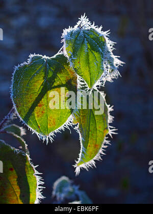 Corniolo legno (Cornus mas), foglie di autunno con trasformata per forte gradiente frost in controluce, GERMANIA Baden-Wuerttemberg Foto Stock