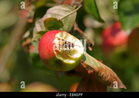 Hornet, marrone hornet, Europeo hornet (Vespa crabro), di alimentazione su un apple, Germania, Bassa Sassonia Foto Stock