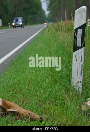 Il capriolo (Capreolus capreolus), cervi morti su strada in una foresta, Germania, Bassa Sassonia Foto Stock