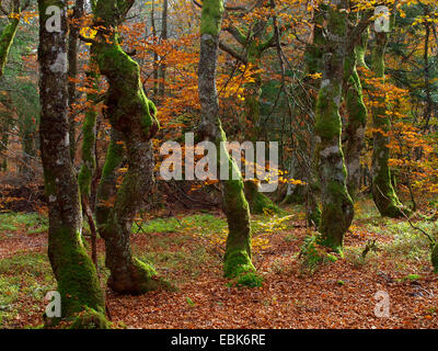 Mossy tronchi di alberi in maggiore Vosges, Francia, Alsazia, montagne Vosges, GFN Tanet-Gazon du Fang Foto Stock