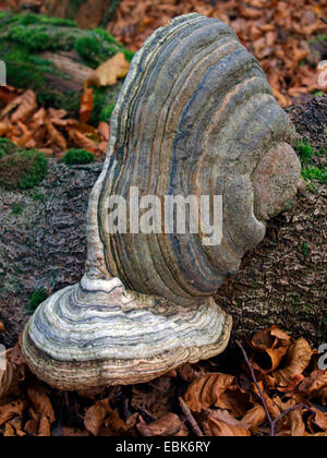 Staffa funghi su albero caduto, Francia, Alsazia, montagne Vosges, GFN Tanet-Gazon du Fang Foto Stock