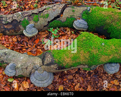 Staffa funghi su albero caduto, Francia, Alsazia, montagne Vosges, GFN Tanet-Gazon du Fang Foto Stock