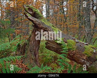 Deadwood nella foresta di autunno di maggiore Vosges, Francia, Alsazia, montagne Vosges, GFN Tanet-Gazon du Fang Foto Stock