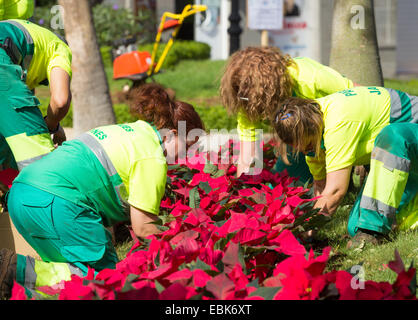 I dipendenti del consiglio di piantare piante poinsettia a Christams nei giardini della città di Las Palmas, la capitale di Gran Canaria. Foto Stock