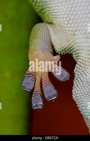 Madagascar giorno gecko (Phelsuma madagascariensis), ripresa macro di un piede Foto Stock