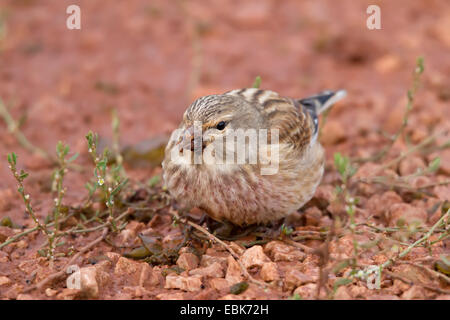 Un comune Linnet (Carduelis cannabina) sulla ghiaia rossa Foto Stock