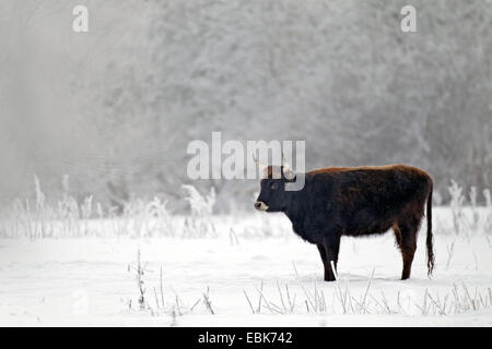 Bovini di Heck (Bos primigenius f. taurus), mucca in inverno in un pascolo, Germania, Schleswig-Holstein, Naturschutzgebiet Weidelandschaft Eidertal Foto Stock