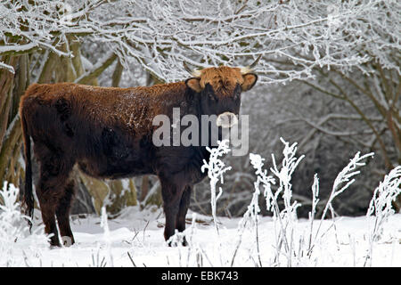 Bovini di Heck (Bos primigenius f. taurus), mucca in inverno in un pascolo, Germania, Schleswig-Holstein, Naturschutzgebiet Weidelandschaft Eidertal Foto Stock