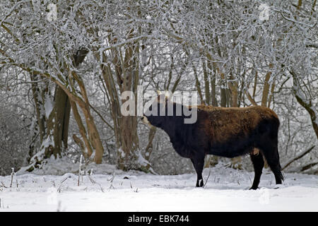 Bovini di Heck (Bos primigenius f. taurus), mucca in inverno in un pascolo, Germania, Schleswig-Holstein, Naturschutzgebiet Weidelandschaft Eidertal Foto Stock