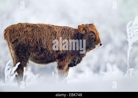 Bovini di Heck (Bos primigenius f. taurus), di vitello in inverno in un pascolo, Germania, Schleswig-Holstein, Naturschutzgebiet Weidelandschaft Eidertal Foto Stock