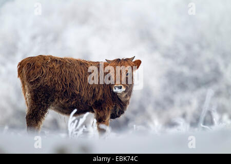 Bovini di Heck (Bos primigenius f. taurus), di vitello in inverno in un pascolo, Germania, Schleswig-Holstein, Naturschutzgebiet Weidelandschaft Eidertal Foto Stock