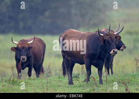 Bovini di Heck (Bos primigenius f. taurus), mucca pascolare in un pascolo, Germania, Schleswig-Holstein, Naturschutzgebiet Weidelandschaft Eidertal Foto Stock