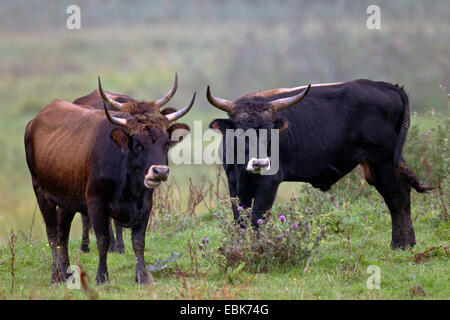 Bovini di Heck (Bos primigenius f. taurus), mucca pascolare in un pascolo, Germania, Schleswig-Holstein, Naturschutzgebiet Weidelandschaft Eidertal Foto Stock