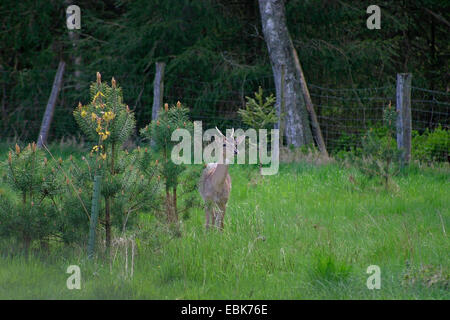 Daini (Dama Dama, Cervus dama), brocket nella parte anteriore di una recinzione di una piantagione, Germania, Bassa Sassonia Foto Stock