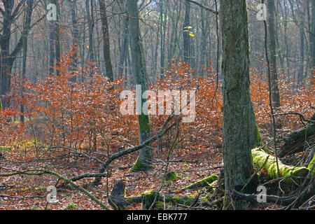 Comune di faggio (Fagus sylvatica), la rigenerazione naturale in una foresta di faggio, Germania, Bassa Sassonia Foto Stock