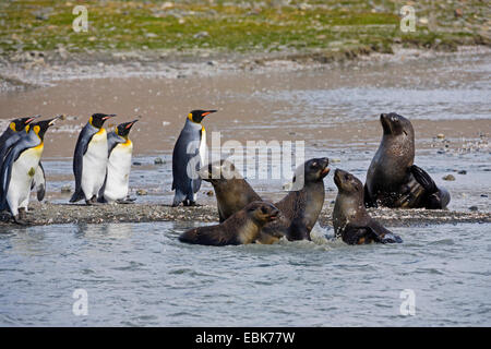 Antartico pelliccia sigillo (Arctocephalus gazella), Antartico le foche ed i pinguini re, Suedgeorgien, St Andrews Bay Foto Stock