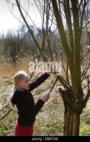 Bambina di taglio un ramo cura circa un pollarded willow in un prato, Germania Foto Stock