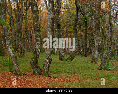 Vecchi alberi di muschio in autunno, Francia, Alsazia, montagne Vosges, GFN Tanet-Gazon du Fang Foto Stock