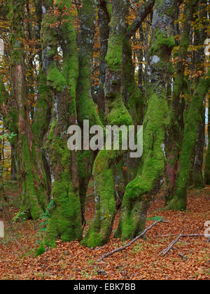 Vecchi alberi di muschio in autunno, Francia, Alsazia, montagne Vosges, GFN Tanet-Gazon du Fang Foto Stock