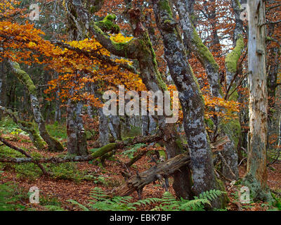 Vecchi alberi di muschio in autunno, Francia, Alsazia, montagne Vosges, GFN Tanet-Gazon du Fang Foto Stock