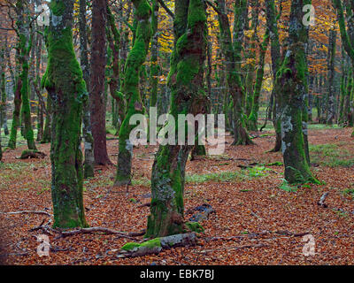 Vecchi alberi di muschio in autunno, Francia, Alsazia, montagne Vosges, GFN Tanet-Gazon du Fang Foto Stock