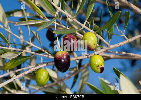 Albero di olivo (Olea europaea ssp. sativa), olive su una struttura ad albero Foto Stock
