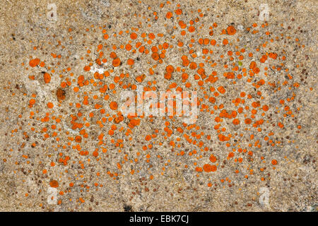 Caloplaca (Caloplaca spec.), lichen sulle rocce costiere del Mar Baltico Foto Stock