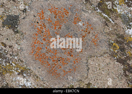 Caloplaca (Caloplaca spec.), lichen sulle rocce costiere del Mar Baltico Foto Stock