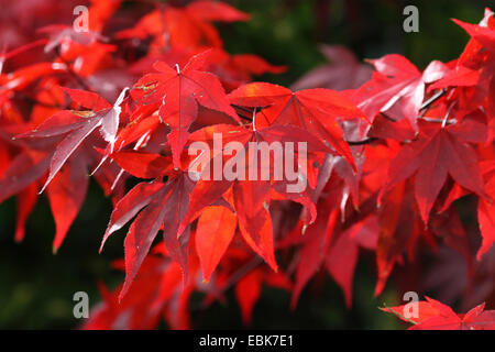 Acero giapponese (Acer palmatum), il ramo con foglie di collezione autunno Foto Stock