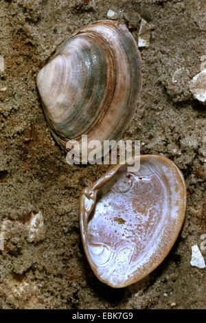 Spessore (surfclam trogolo di spessore shell) (Spisula solida), conchiglie nella sabbia Foto Stock