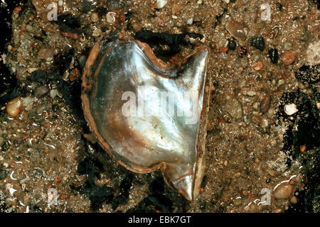 Ala europeo-oyster, ala europea shell (Pteria hirundo), shell giacenti presso la spiaggia di sabbia Foto Stock